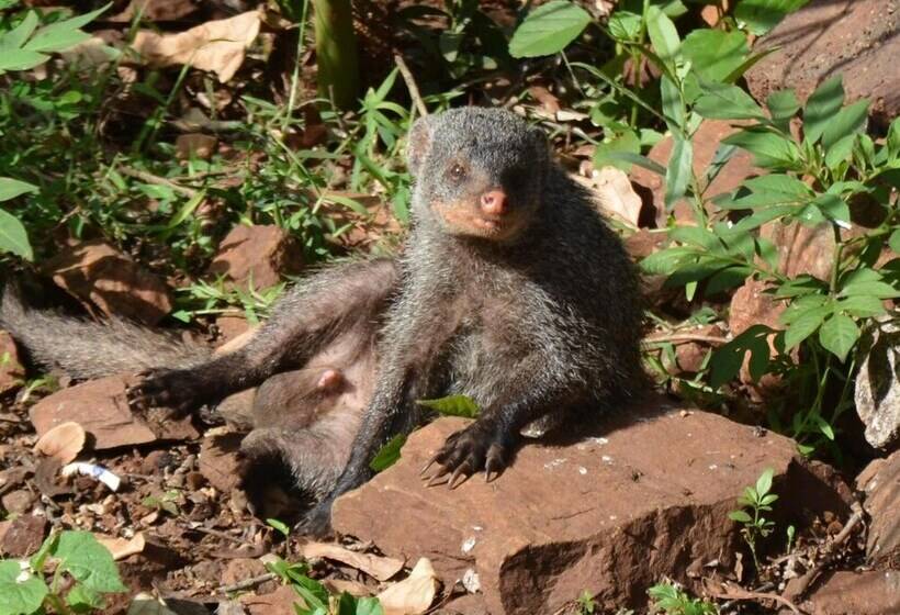 호텔 Bona Ngwenya Lodge