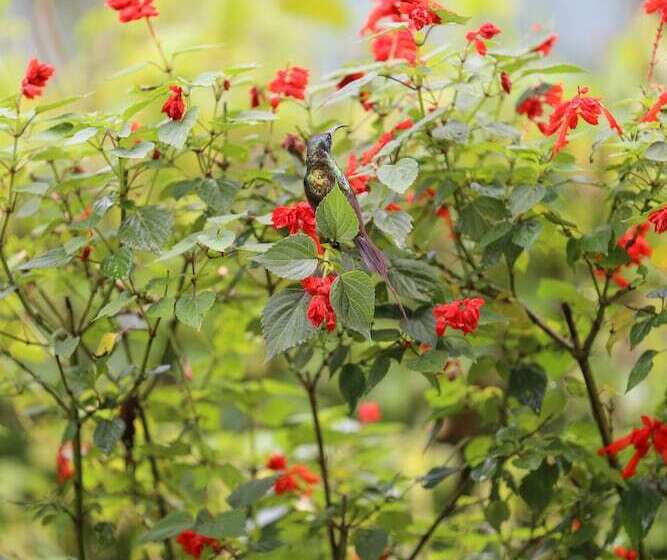 هتل Gorilla Safari Lodge