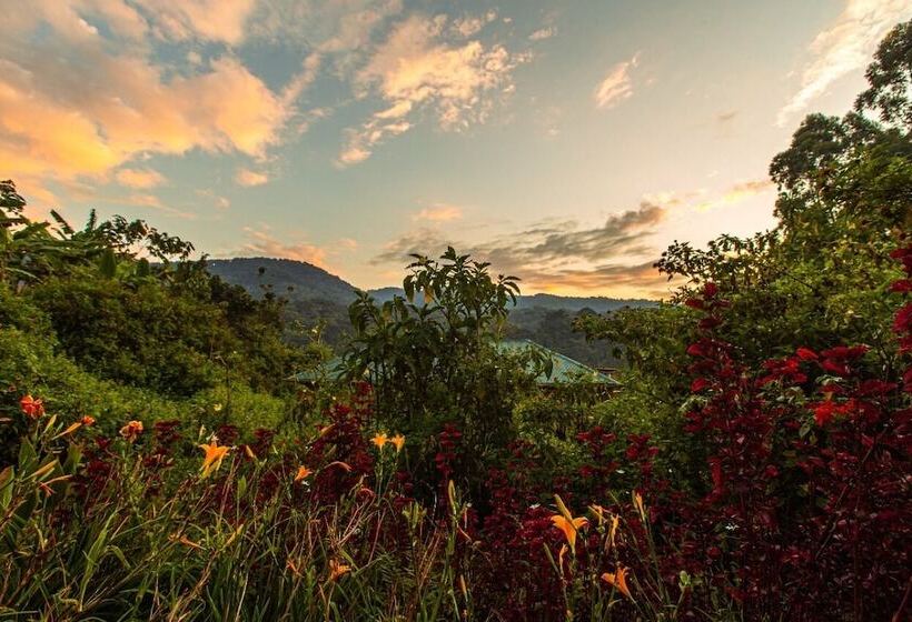 هتل Gorilla Safari Lodge