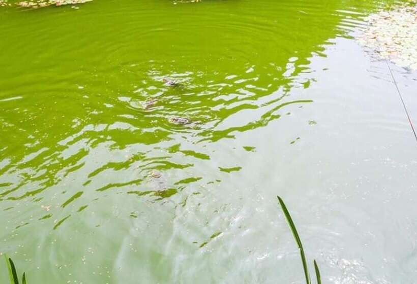 בית מלון כפרי Yangpyeong Gireogi Pension