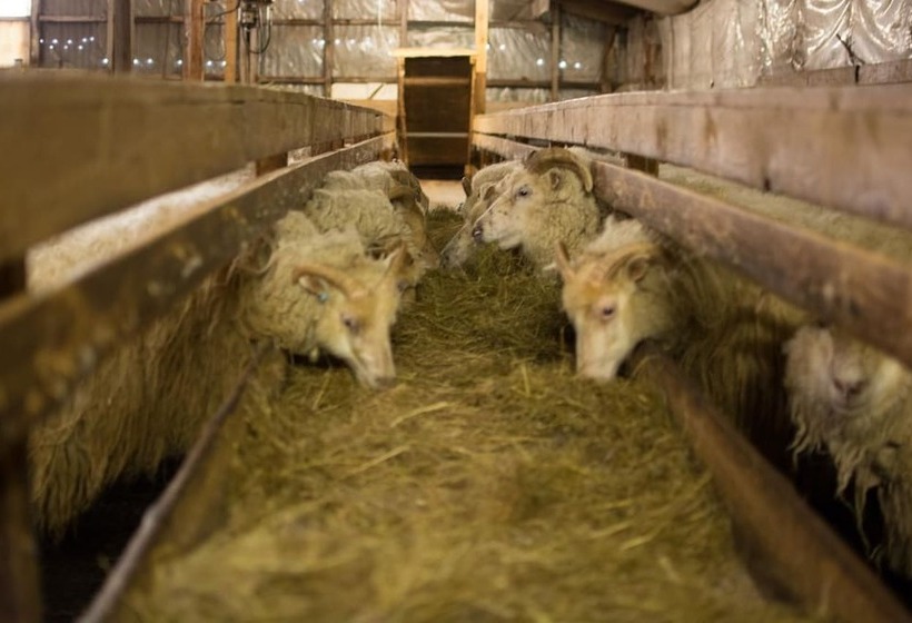 هتل Bragdavellir Cottages