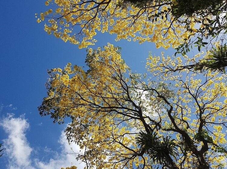 فندق Yellow Tree Suites