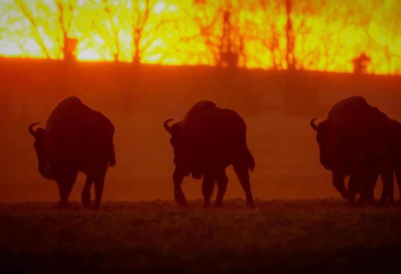 הוסטל Gościniec Biebrzański