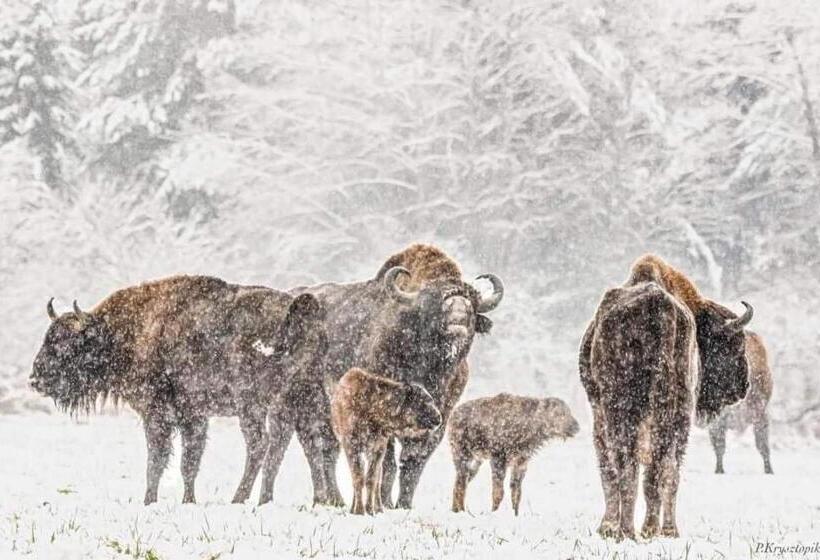 호스텔 Gościniec Biebrzański
