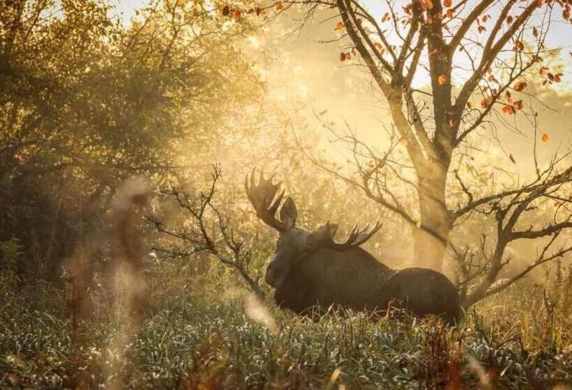 הוסטל Gościniec Biebrzański