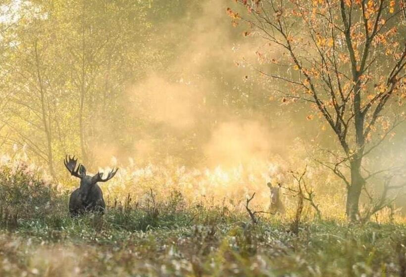 호스텔 Gościniec Biebrzański