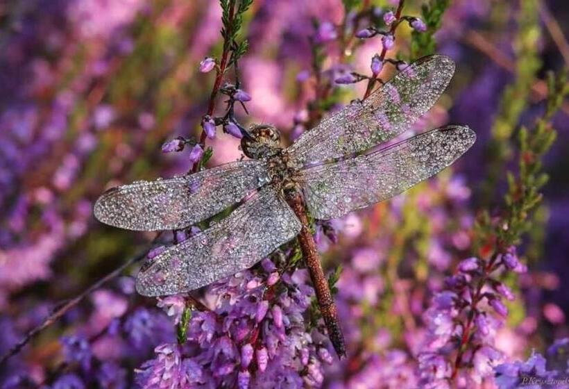 호스텔 Gościniec Biebrzański