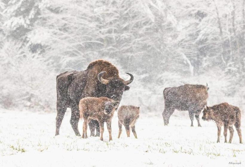 호스텔 Gościniec Biebrzański