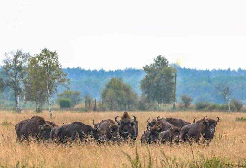 호스텔 Gościniec Biebrzański