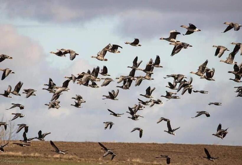 הוסטל Gościniec Biebrzański