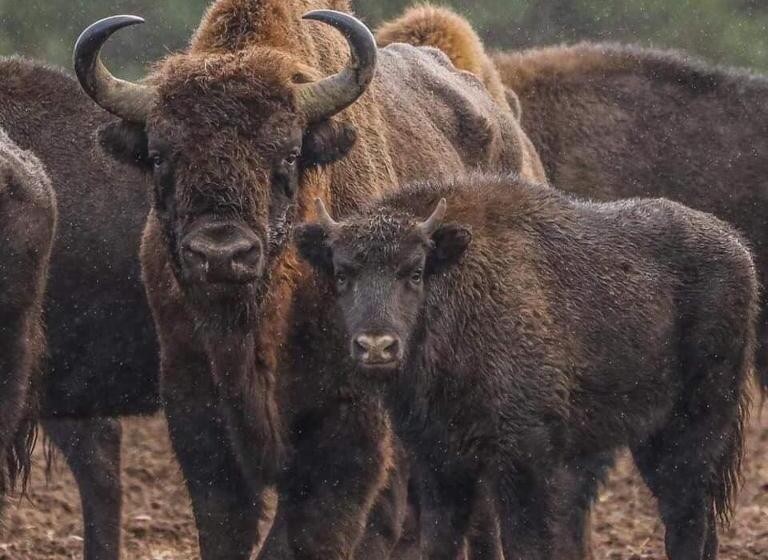 호스텔 Gościniec Biebrzański