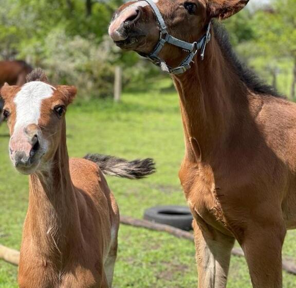 ホテル Agro Na Wapniarni