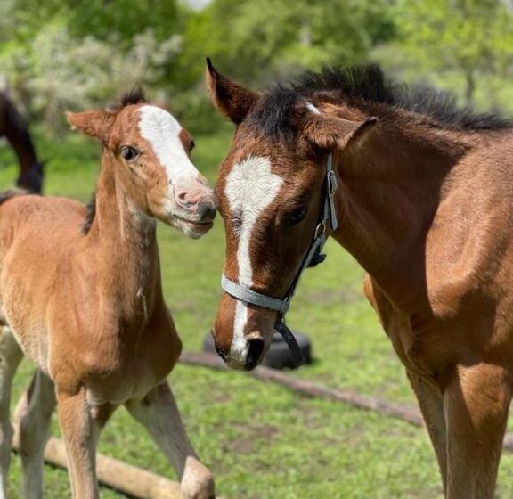 ホテル Agro Na Wapniarni