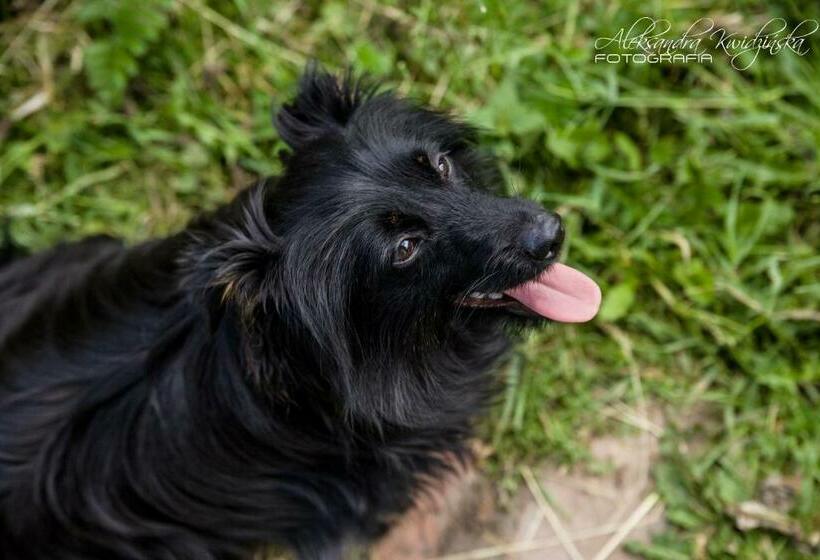 酒店 Chałupa Zagrodnika