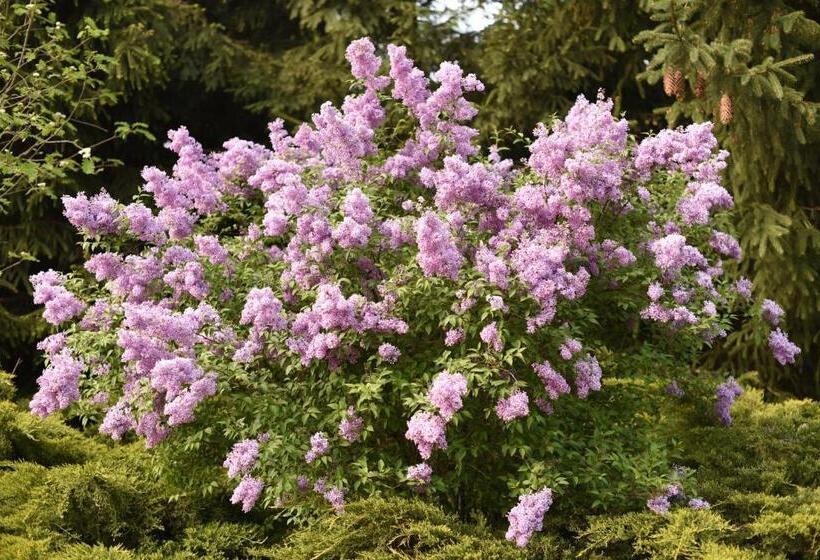 فندق Dwor Trzesniow