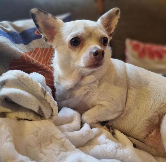 בית מלון כפרי Maciejówka Borki 33