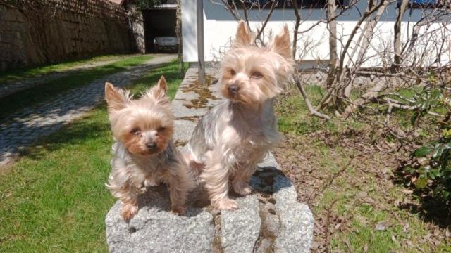 Apartamenty Wiosenna Szklarska Poręba