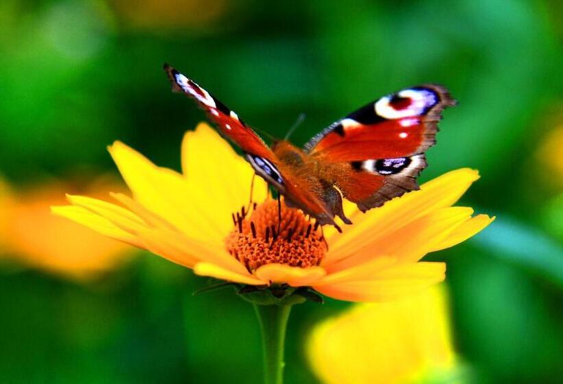 مبيت وإفطار Białowieska Leśniczówka U Jasia I Małgosi