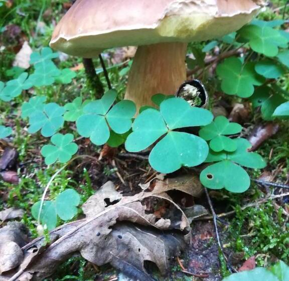 ホテル Agroturystyczny Dom Na Skraju Lasu