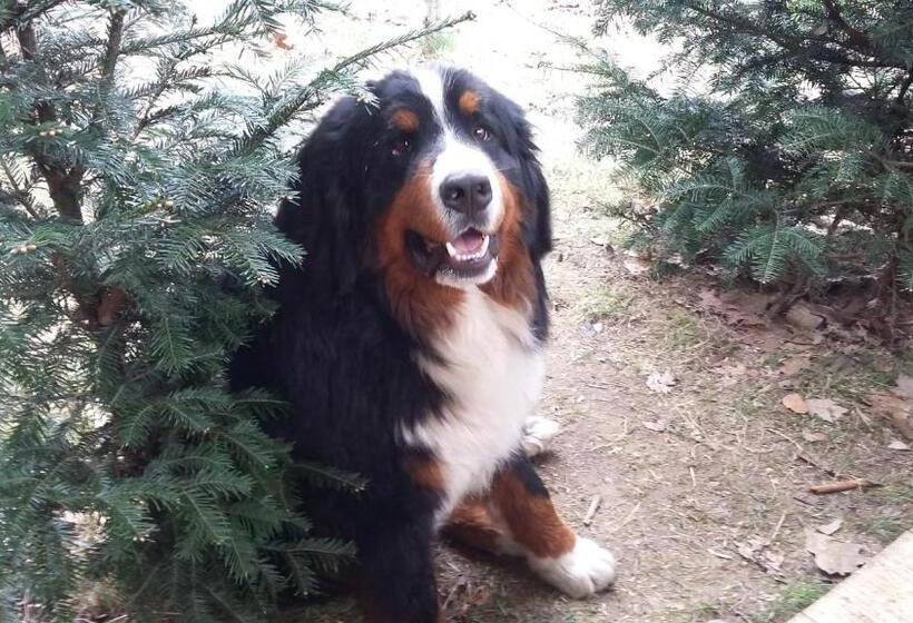 ホテル Agroturystyka Na Słonecznej Orawie U Dzikich