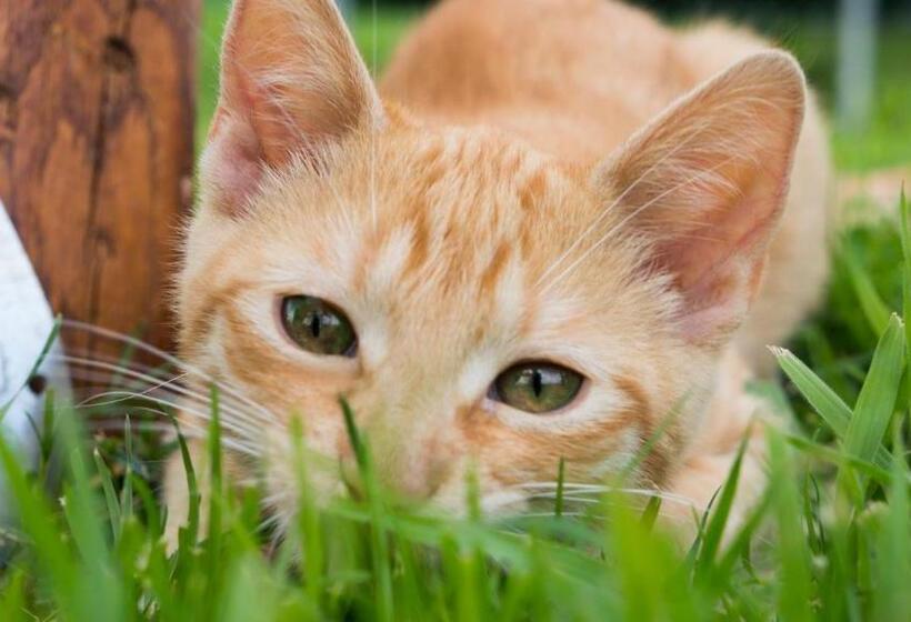 בית מלון כפרי Agroturystyka Natura