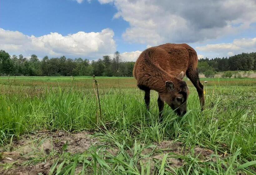 酒店 Agroturystyka Sabat