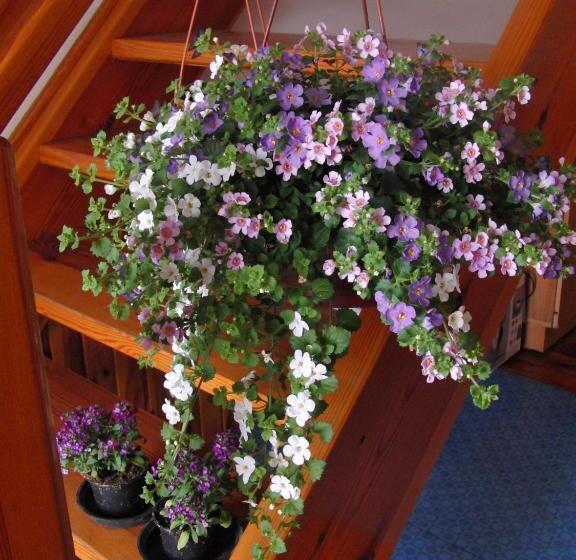 בית מלון כפרי Agroturystyka U Iwonki