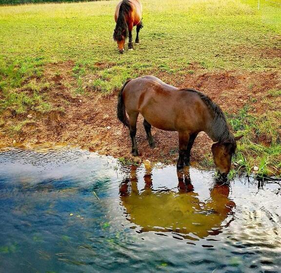 فندق Agroturystyka żubrówka