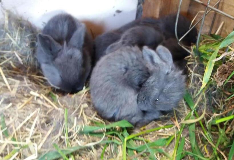 ホテル Apartamenty Swojskie Klimaty