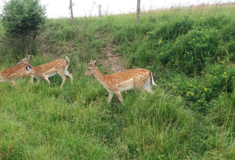 Отель Baba Jagna