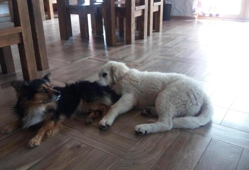 Отель Baba Jagna