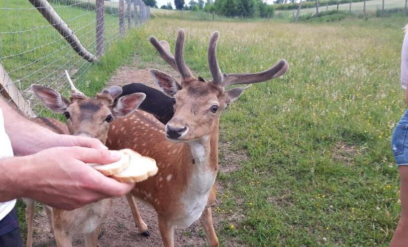 Отель Baba Jagna