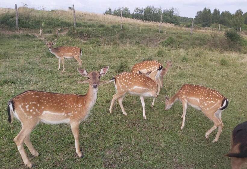 Отель Baba Jagna