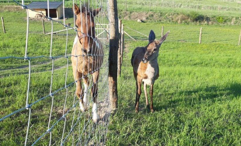 Отель Baba Jagna