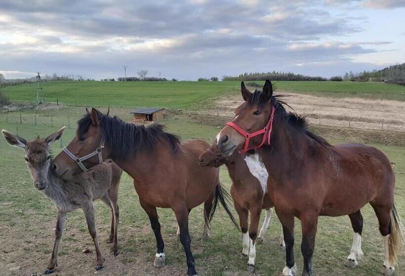 Отель Baba Jagna