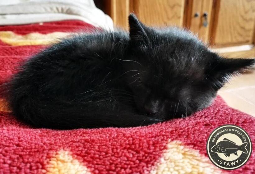 酒店 Gospodarstwo Rybackie Stawy