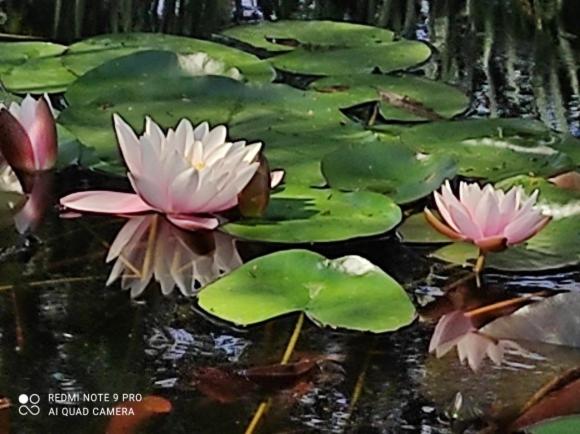 בית מלון כפרי Jabłkowo Na Skraju Puszczy Boreckiej śniadania W Cenie