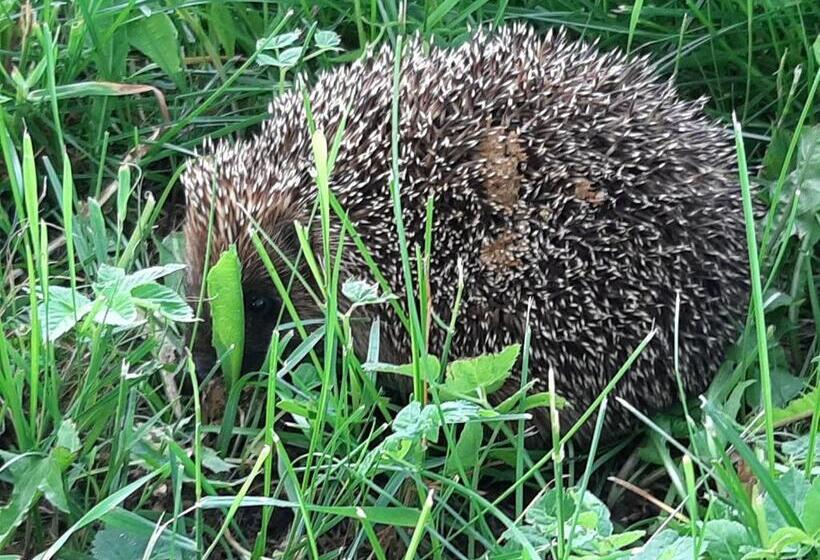 בית מלון כפרי Jabłkowo Na Skraju Puszczy Boreckiej śniadania W Cenie