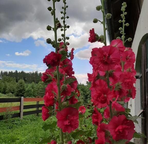 בית מלון כפרי Jabłkowo Na Skraju Puszczy Boreckiej śniadania W Cenie