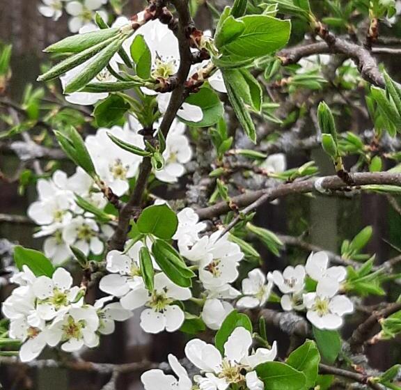 בית מלון כפרי Jabłkowo Na Skraju Puszczy Boreckiej śniadania W Cenie
