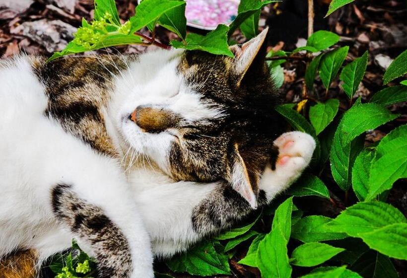 فندق Modrzewiowe Wzgorze