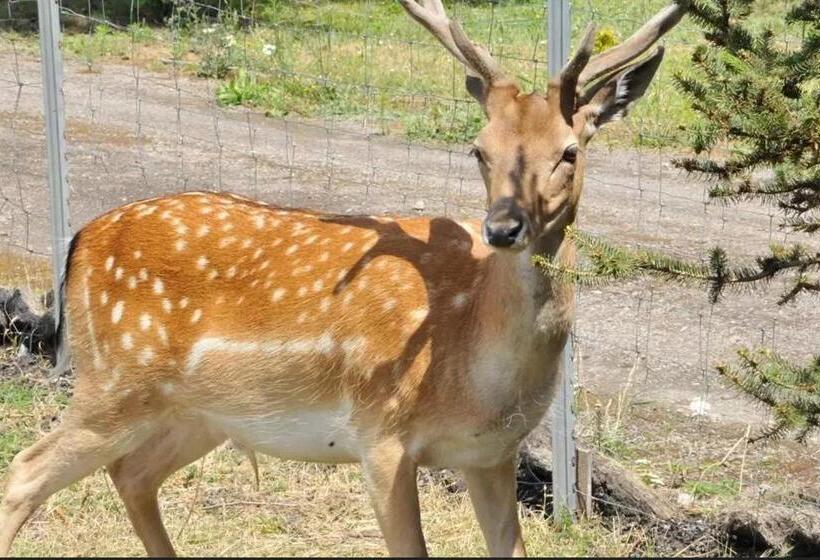 בית מלון כפרי Windmill Resort Agroturystyka