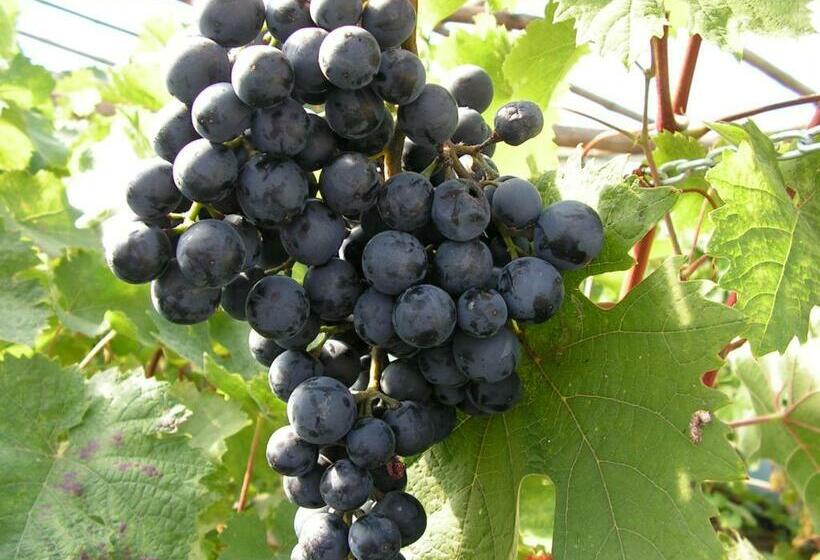 호텔 Winnica Na Leśnej Polanie