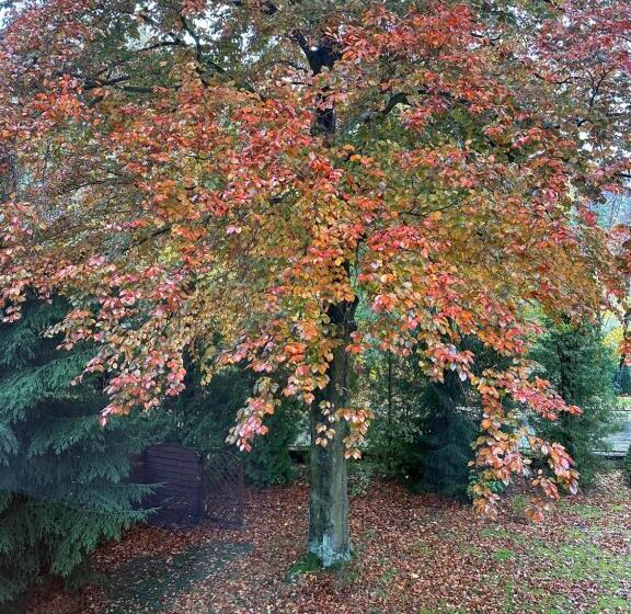 بنسيون Willa Pod Bukami