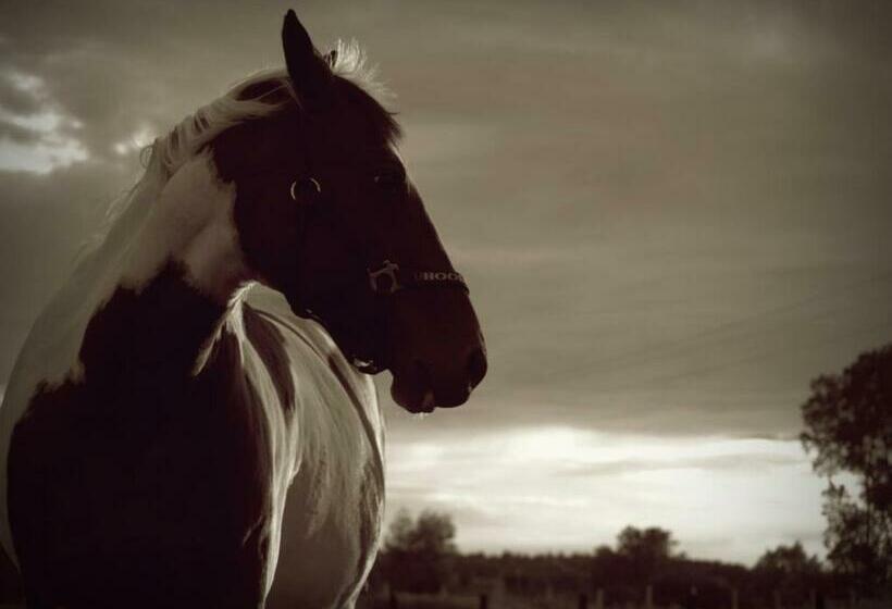 Bed and Breakfast Feniks Agro&spa Adults Only