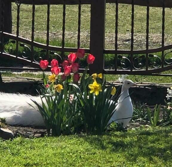 Bed and Breakfast Feniks Agro&spa Adults Only