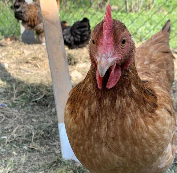 ホテル Agroturystyka Chata Za Wsią