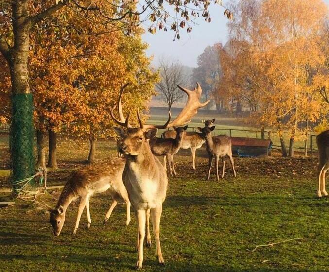 ホテル Apartament Skandynawski