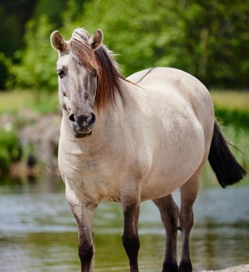 Отель Ośrodek Wypoczynkowy Kozioł