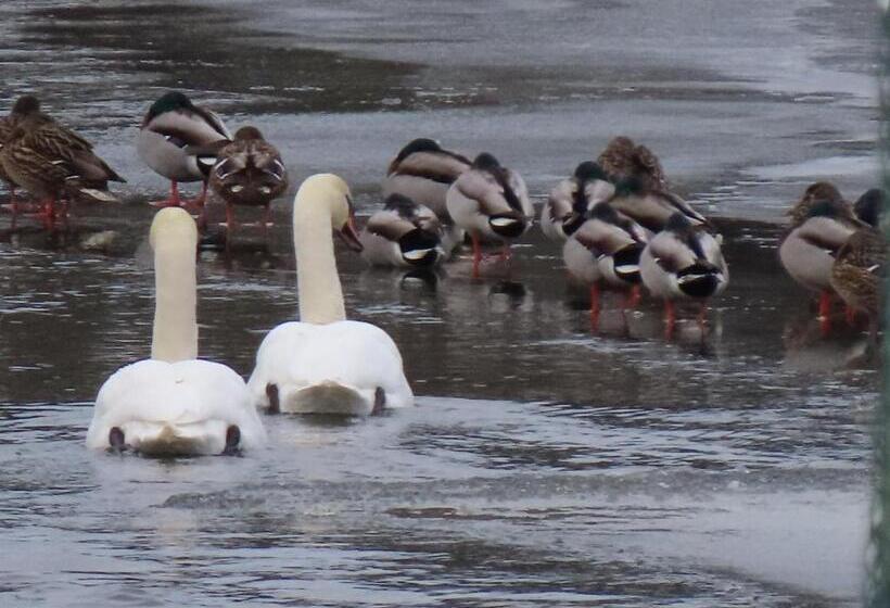 Отель Ośrodek Wypoczynkowy Kozioł